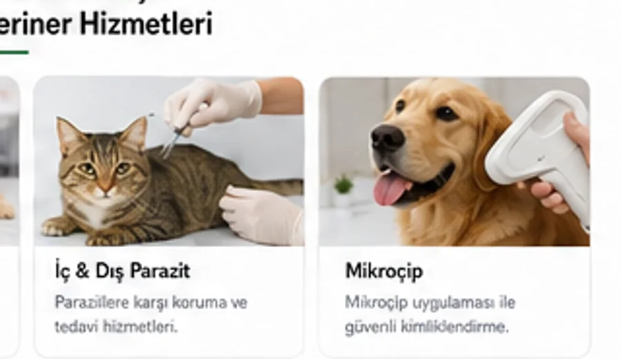 İç ve Dış Parazit